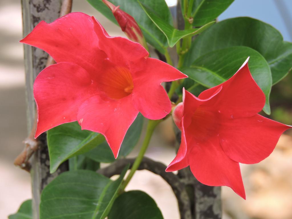 Kubba Roonga Guesthouse - Boutique Luxury Spa Retreat & Gardens - Blue Mountains แบล็คฮีธ ภายนอก รูปภาพ